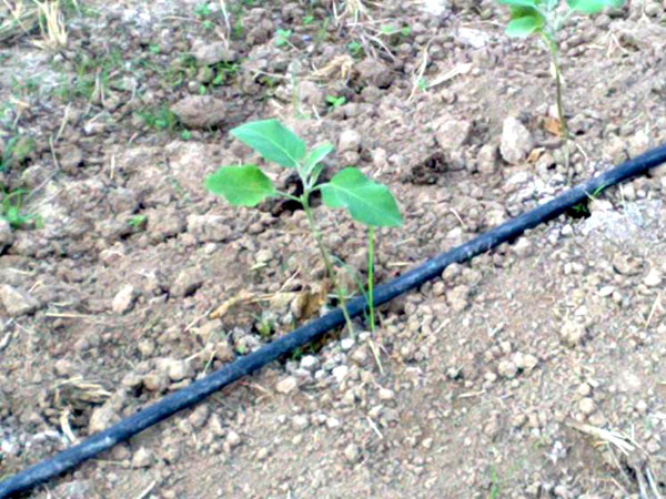 苗木灌溉工具